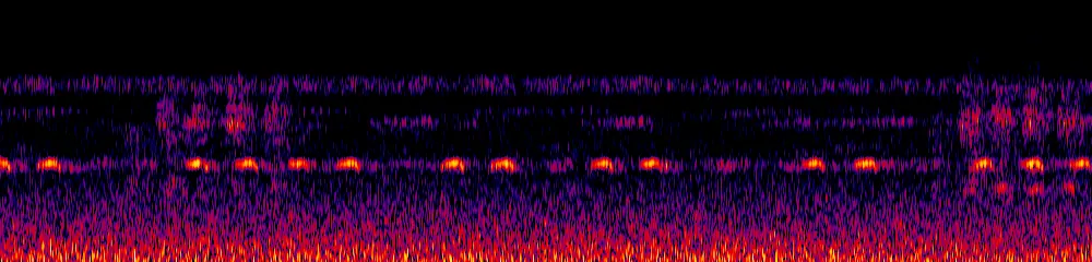 Sonogram of Cyanocorax yncas, 300 Hz to 6.5 kHz