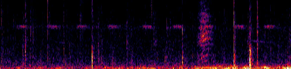 Sonogram of Cyanolyca armillata, 300 Hz to 6.5 kHz