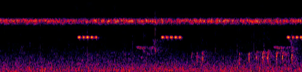 Sonogram of Cyphorhinus thoracicus, 300 Hz to 6.5 kHz