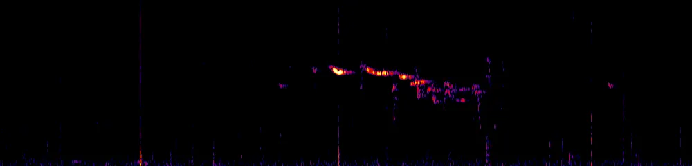 Sonogram of Diglossa caerulescens, 700 Hz to 11.0 kHz