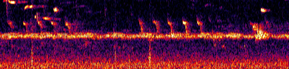 Sonogram of Drymophila striaticeps, 300 Hz to 6.5 kHz