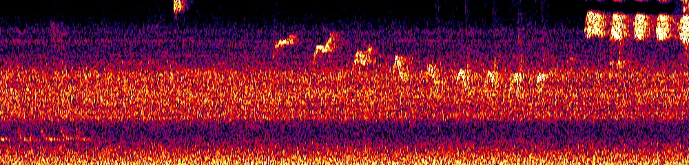 Sonogram of Epinecrophylla fulviventris, 700 Hz to 11.0 kHz