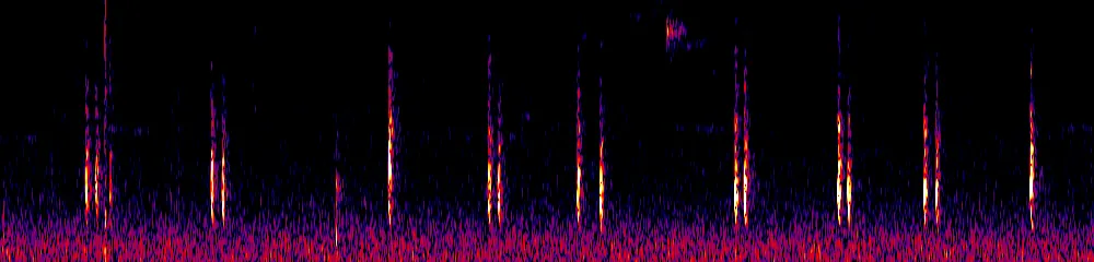 Sonogram of Henicorhina leucophrys, 300 Hz to 6.5 kHz