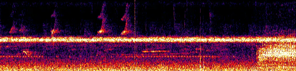 Sonogram of Laterallus albigularis, 700 Hz to 11.0 kHz