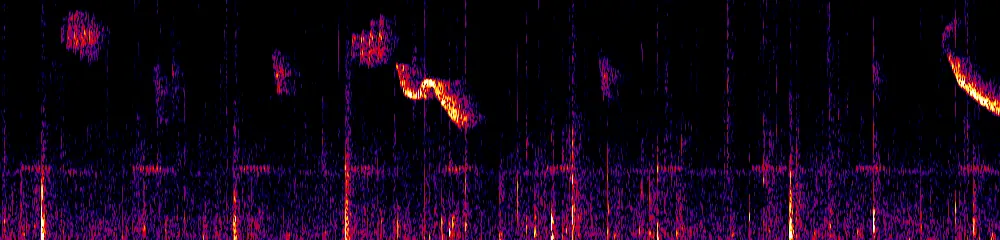 Sonogram of Lepidocolaptes lacrymiger, 700 Hz to 11.0 kHz