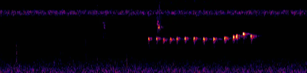 Sonogram of Lophotriccus pileatus, 300 Hz to 6.5 kHz