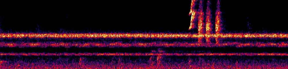 Sonogram of Loriotus luctuosus, 700 Hz to 11.0 kHz
