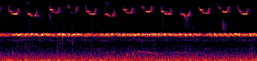 Sonogram of Mionectes olivaceus, 700 Hz to 11.0 kHz