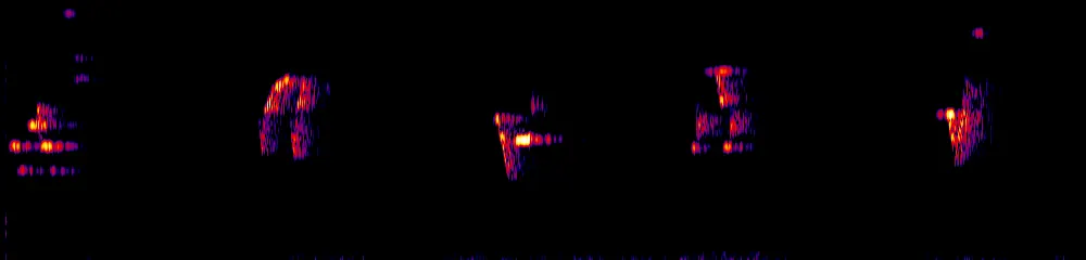 Sonogram of Myadestes ralloides, 300 Hz to 6.5 kHz