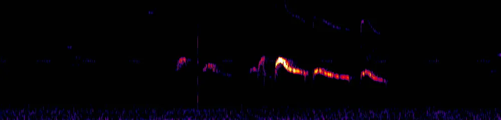 Sonogram of Myiarchus cephalotes, 300 Hz to 6.5 kHz