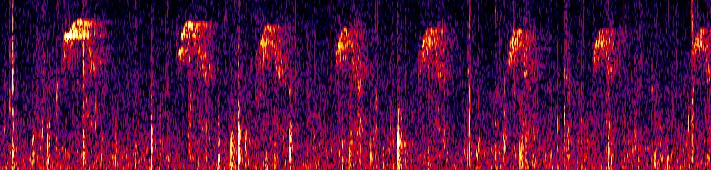 Sonogram of Myiodynastes chrysocephalus, 300 Hz to 6.5 kHz
