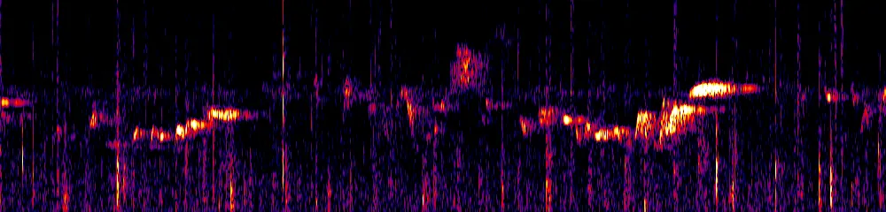 Sonogram of Myiothlypis coronata, 300 Hz to 6.5 kHz