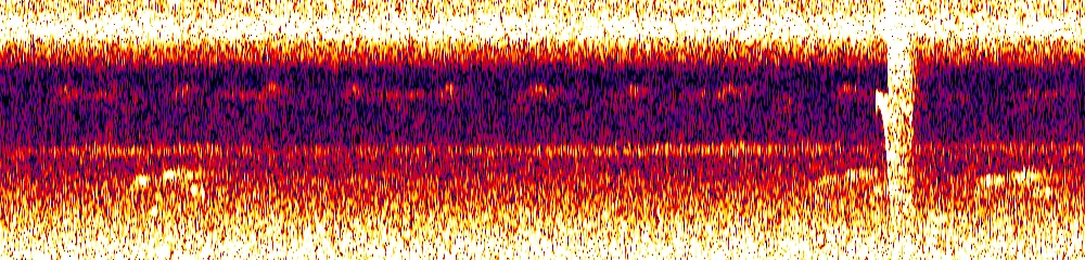 Sonogram of Myrmotherula schisticolor, 300 Hz to 6.5 kHz