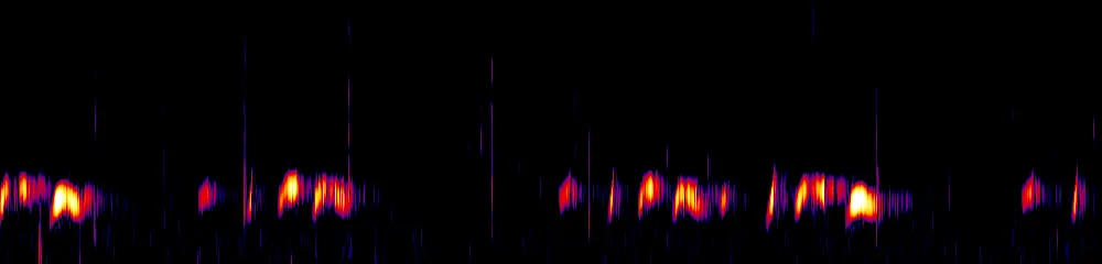 Sonogram of Patagioenas subvinacea, 150 Hz to 2.6 kHz