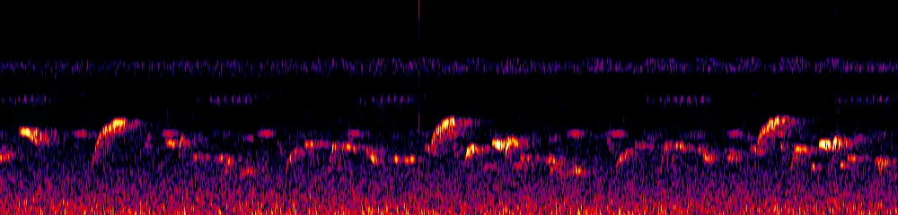 Sonogram of Pheugopedius spadix, 300 Hz to 6.5 kHz