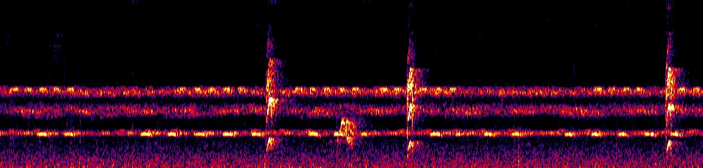 Sonogram of Platyrinchus mystaceus, 700 Hz to 11.0 kHz