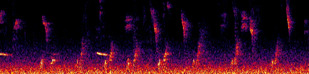 Sonogram of Premnornis guttuliger, 700 Hz to 11.0 kHz