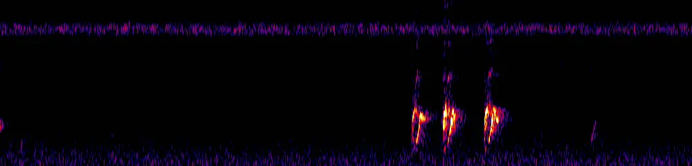 Sonogram of Psarocolius angustifrons, 300 Hz to 6.5 kHz