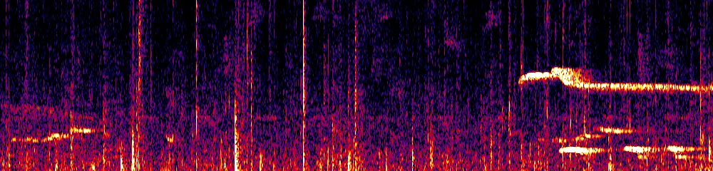 Sonogram of Pseudotriccus pelzelni, 700 Hz to 11.0 kHz