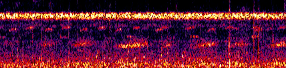 Sonogram of Rupicola peruvianus, 300 Hz to 6.5 kHz