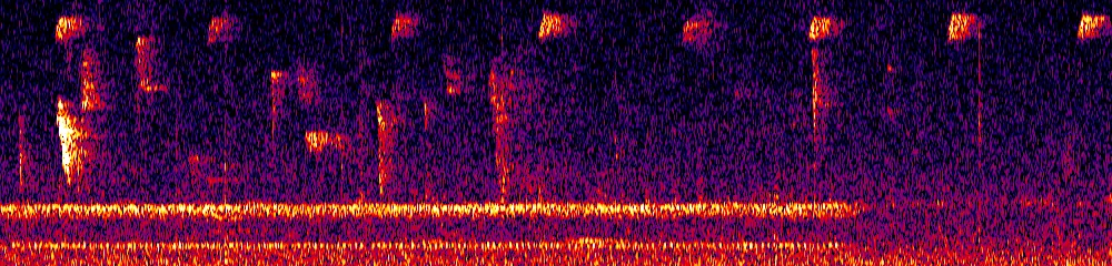 Sonogram of Scytalopus spillmanni, 700 Hz to 11.0 kHz