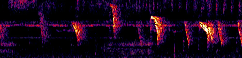 Sonogram of Sericossypha albocristata, 300 Hz to 6.5 kHz