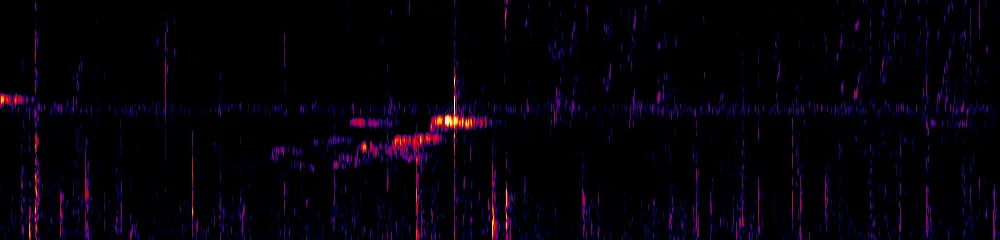 Sonogram of Sphenopsis frontalis, 300 Hz to 6.5 kHz