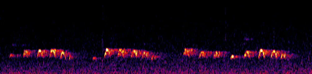 Sonogram of Spizaetus ornatus, 300 Hz to 6.5 kHz