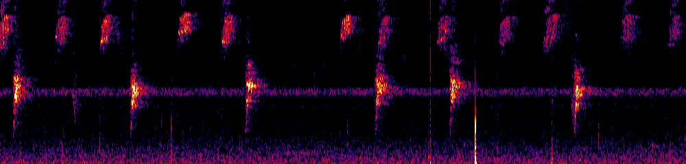 Sonogram of Tachyphonus delatrii, 700 Hz to 11.0 kHz