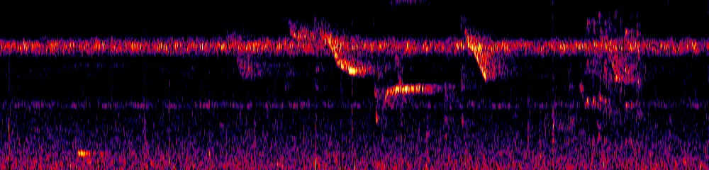 Sonogram of Thripadectes holostictus, 300 Hz to 6.5 kHz