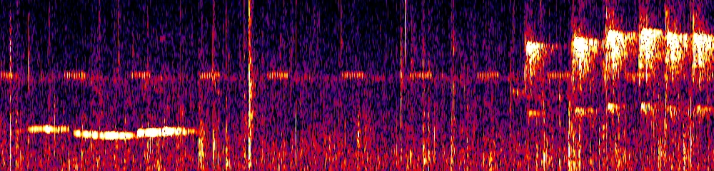 Sonogram of Thripadectes ignobilis, 300 Hz to 6.5 kHz