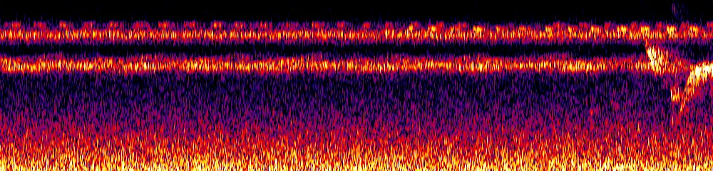 Sonogram of Turdus leucops, 300 Hz to 6.5 kHz