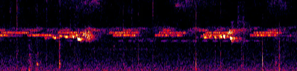 Sonogram of Turdus serranus, 300 Hz to 6.5 kHz