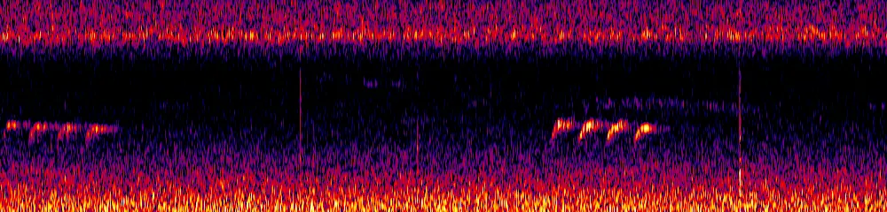 Sonogram of Vireolanius eximius, 300 Hz to 6.5 kHz