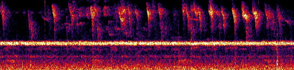 Sonogram of Zentrygon linearis, 700 Hz to 11.0 kHz